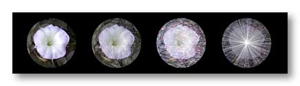 Datura blossom photographed in New Mexico, manipulated in Photoshop