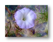datura variation