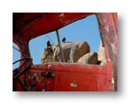 David's Dodge at the Amarind