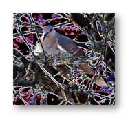 A digital photo I shot in my back yard, manipulated in Photoshop