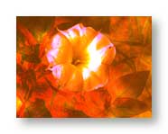 Datura effect sets in