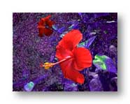 My wife Sally grew the flowers, I shot them..."intervention" in Photoshop