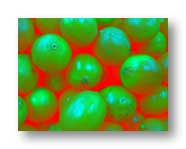 limes