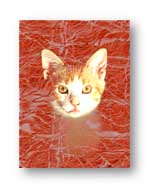 Our kitten Penny with a background from Bryce assembled in Photoshop