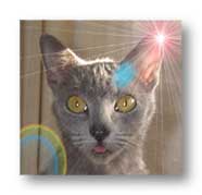 our cat piper...with alterations in Photoshop with KPT6