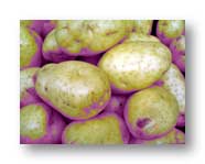 Spuds