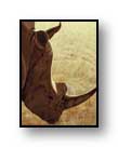 Painting: "Rhino" - &copy;1988-C.E.Newland - acrylic - Private Collection