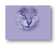 My cat, my photo photoshopped