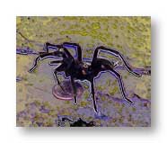 Tarantula from my back porch.