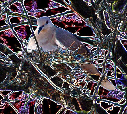 Dove NestingDove Nesting. A digital photo I shot in my back yard, manipulated in Photoshop.©2003-C.E.Newland - Digital Image