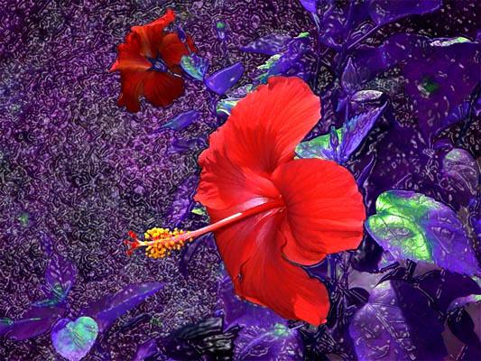 My wife Sally grew the flowers, I shot them..."intervention" in Photoshop Hibiscus ©2002-C.E.Newland - Digital Image