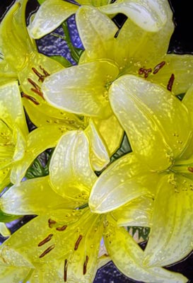 from my original digital photo, filtered in Adobe Photoshop.-Lillies-©2002-C.E.Newland - Digital Image.