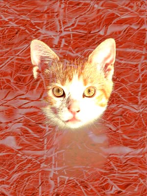Our kitten Penny with a background from Bryce assembled in Photoshop. Portrait Of Penny ©2003-C.E.Newland - Digital Image