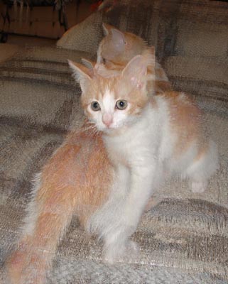 Tail of a Kitten - ©2003 C.E.Newland-Digital Image