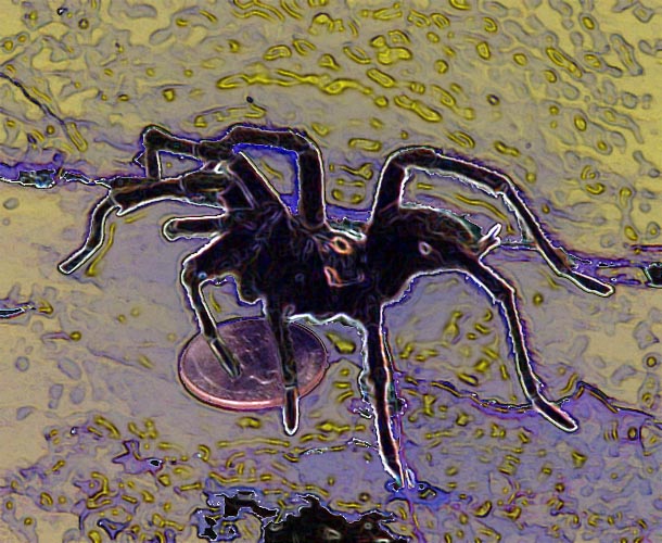 Tarantula from my back porch.-Tarantula-©2005-C.E.Newland - Digital Image