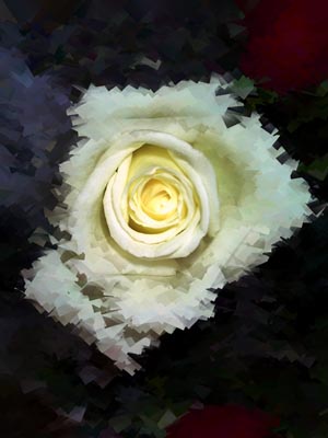 Peter and Christy sent the flowers, I took the photo, Photoshop intervention with a Xaos plug-in filter.- White Rose-©2004-C.E.Newland - Digital Image